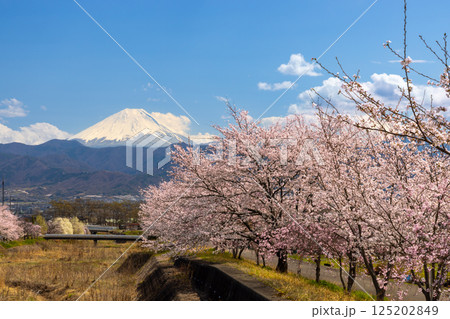 山梨県南アルプス市曲輪田 朝の大和川沿いのベニシダレザクラなどの桜並木と背景の冠雪した富士山 山梨県南アルプス市曲輪田 朝の大和川沿いのベニシダレザクラなどの桜並木と背景の冠雪した富士山 125202849