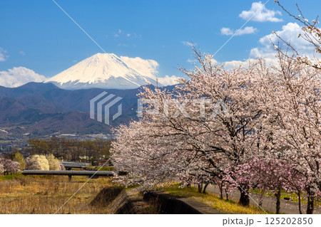 山梨県南アルプス市曲輪田 朝の大和川沿いのベニシダレザクラなどの桜並木と背景の冠雪した富士山 山梨県南アルプス市曲輪田 朝の大和川沿いのベニシダレザクラなどの桜並木と背景の冠雪した富士山 125202850