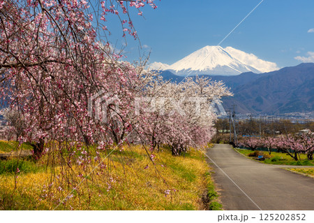 山梨県南アルプス市曲輪田 朝の大和川沿いのベニシダレザクラなどの桜並木と背景の冠雪した富士山 山梨県南アルプス市曲輪田 朝の大和川沿いのベニシダレザクラなどの桜並木と背景の冠雪した富士山 125202852