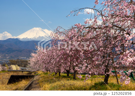 山梨県南アルプス市曲輪田 朝の大和川沿いのベニシダレザクラなどの桜並木と背景の冠雪した富士山 山梨県南アルプス市曲輪田 朝の大和川沿いのベニシダレザクラなどの桜並木と背景の冠雪した富士山 125202856