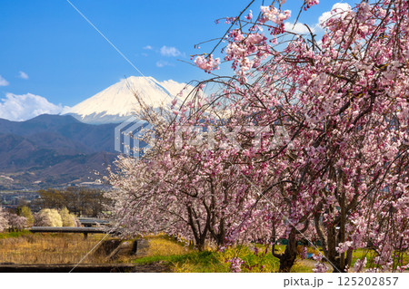 山梨県南アルプス市曲輪田 朝の大和川沿いのベニシダレザクラなどの桜並木と背景の冠雪した富士山 山梨県南アルプス市曲輪田 朝の大和川沿いのベニシダレザクラなどの桜並木と背景の冠雪した富士山 125202857