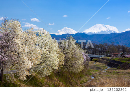 山梨県南アルプス市曲輪田　朝の大和川沿いの桜やコブシなどの並木と背景の冠雪した富士山 125202862