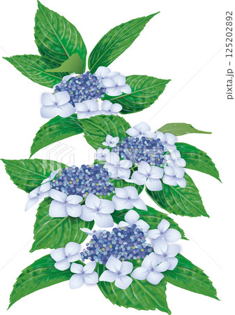 水色のガクアジサイのイラスト 125202892
