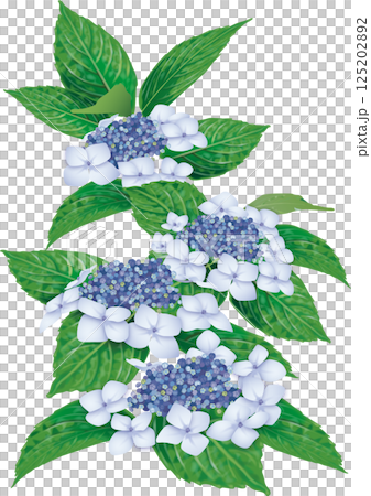 水色のガクアジサイのイラスト 125202892