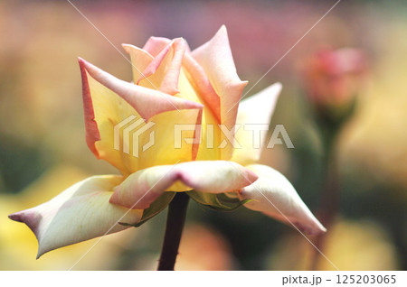 黄色にピンクの縁取りのバラの花 黄色にピンクの縁取りのバラの花 125203065