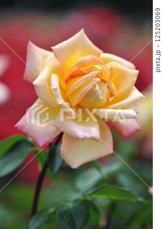 黄色とピンク色の花びらを付けたバラの花 125203069