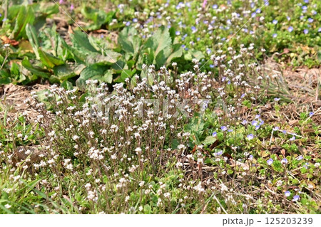 春の野原に咲くナズナの花 125203239