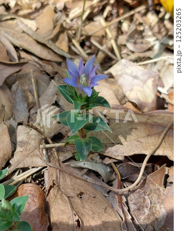 春の訪れを告げるリンドウの花 春の訪れを告げるリンドウの花 125203265