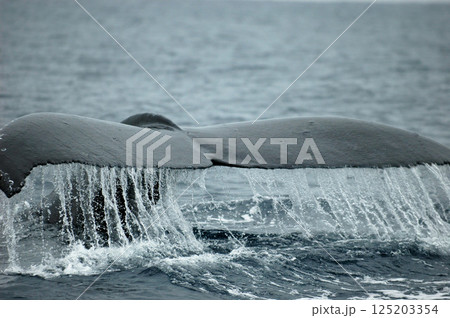 ザトウクジラのテール ザトウクジラのテール 125203354