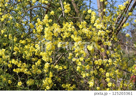 春の公園に咲く黄色いオウバイモドキ(ウンナンオウバイ)の花 春の公園に咲く黄色いオウバイモドキ(ウンナンオウバイ)の花 125203361