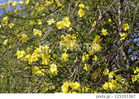 春の公園に咲く黄色いオウバイモドキ（ウンナンオウバイ）の花 125203367