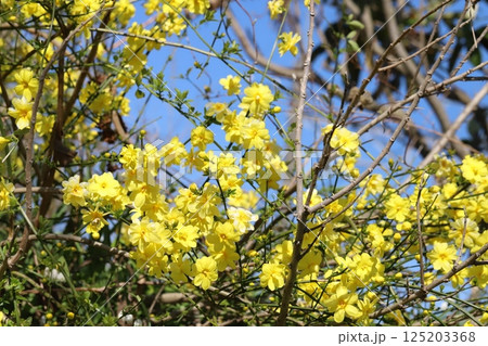 春の公園に咲く黄色いオウバイモドキ（ウンナンオウバイ）の花 125203368
