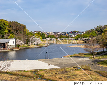 春の公園風景　池の畔に咲く満開の桜（千葉県松戸市・21世紀の森と広場） 125203372