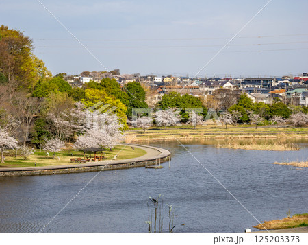 春の公園風景　池の畔に咲く満開の桜（千葉県松戸市・21世紀の森と広場） 125203373