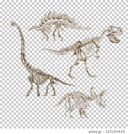 Dinosaur set, theranosaurus and triceratops. Apatosaurus dinosaur skeleton. Dinosaur skeleton. Monochrome. Watercolor illustration isolated from background. Prehistoric fossil. Hand drawn.  125203410