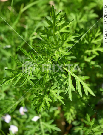 春のヨモギ（蓬） 125203418