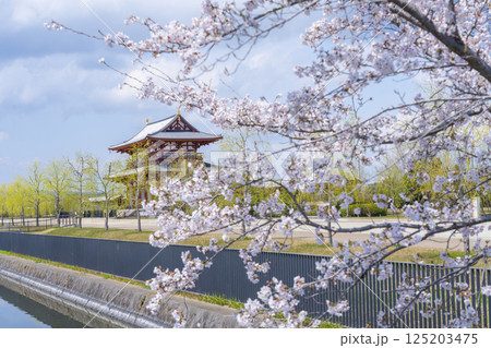 平城京朱雀門と満開の桜 平城京朱雀門と満開の桜 125203475
