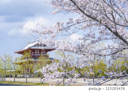 平城京朱雀門と満開の桜 平城京朱雀門と満開の桜 125203476