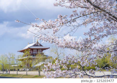平城京朱雀門と満開の桜 125203477