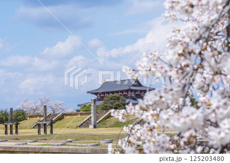 第二次大極殿跡の基壇と第一次大極殿に桜 125203480