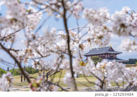 第二次大極殿跡の基壇と第一次大極殿に桜 第二次大極殿跡の基壇と第一次大極殿に桜 125203484