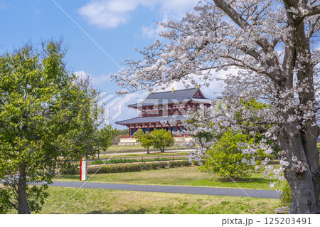 平城京 第一次大極殿と桜 平城京 第一次大極殿と桜 125203491