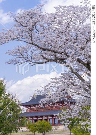 平城京 第一次大極殿と桜 平城京 第一次大極殿と桜 125203499