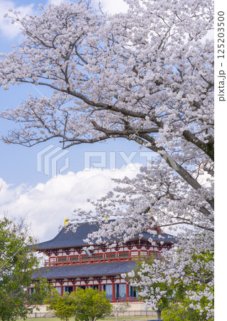 平城京　第一次大極殿と桜 125203500