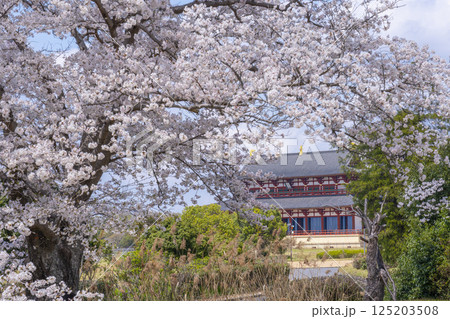 平城京　第一次大極殿と桜 125203508