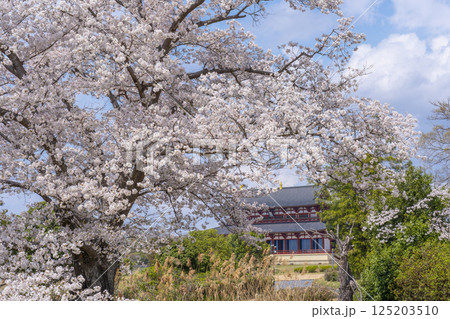 平城京 第一次大極殿と桜 平城京 第一次大極殿と桜 125203510