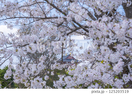 平城京 大極殿と満開の桜 平城京 大極殿と満開の桜 125203519