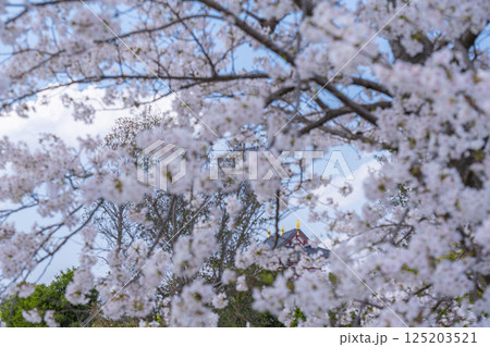 平城京　大極殿と満開の桜 125203521