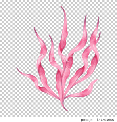 Pink underwater seaweed branch. Watercolor and marker illustration. Hand drawn isolated art. Marine botanical plant clip art. Ocean flora branch. For cosmetology, travel theme. Kids room design Pink underwater seaweed branch. Watercolor and marker illustration. Hand drawn isolated art. Marine botanical plant clip art. Ocean flora branch. For cosmetology, travel theme. Kids room design 125203600