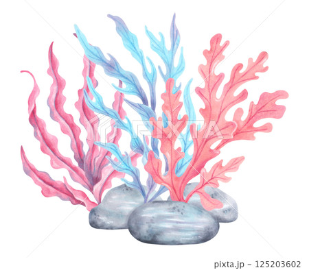 Seaweed composition with stones. Watercolor illustration. Ocean fauna. Marine art of underwater plants. Hand drawn isolated art. For marine theme, nature, children's projects, tourism, travel Seaweed composition with stones. Watercolor illustration. Ocean fauna. Marine art of underwater plants. Hand drawn isolated art. For marine theme, nature, children's projects, tourism, travel 125203602