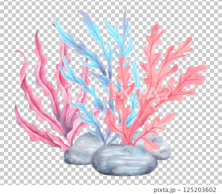 Seaweed composition with stones. Watercolor illustration. Ocean fauna. Marine art of underwater plants. Hand drawn isolated art. For marine theme, nature, children's projects, tourism, travel Seaweed composition with stones. Watercolor illustration. Ocean fauna. Marine art of underwater plants. Hand drawn isolated art. For marine theme, nature, children's projects, tourism, travel 125203602