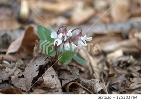 春を告げる白いスミレの花 春を告げる白いスミレの花 125203764