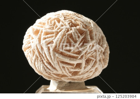 砂漠のバラ 125203984