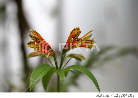 アルストロメリア・プシタキナの花 125204108