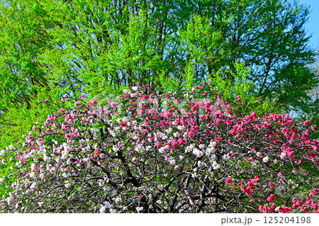 花桃と新緑の雑木　城山公園　桶川市 125204198