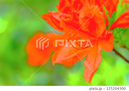 鮮やかな一輪のレンゲツツジ 125204300