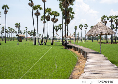 Wooden path toward the rice field with palm tree and wooden hut shelter Wooden path toward the rice field with palm tree and wooden hut shelter 125204401