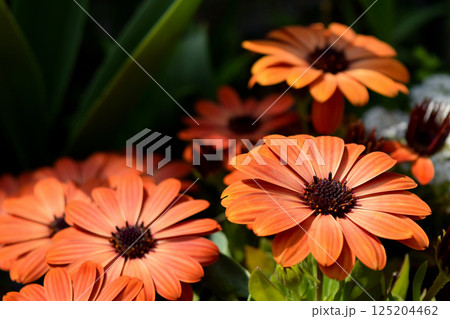 アフリカキンセンカ 125204462