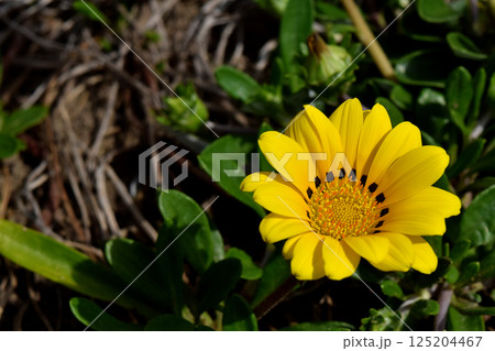 ガザニア 125204467