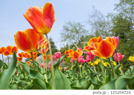 新緑と初夏の公園に咲くチューリップの花 125204728