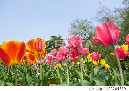 新緑と初夏の公園に咲くチューリップの花 新緑と初夏の公園に咲くチューリップの花 125204729