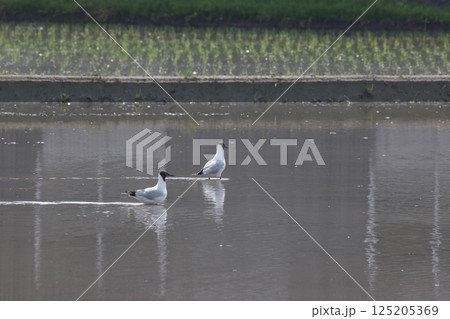 田植え前の田んぼ　カモメ 125205369