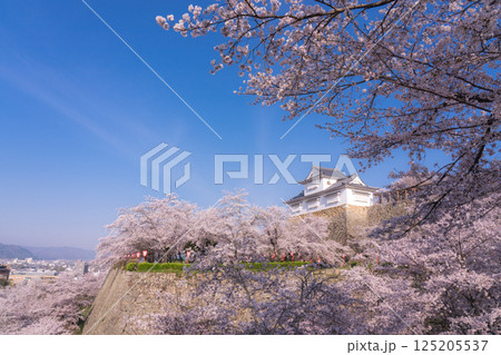 桜に包まれる春の津山城　岡山県 125205537