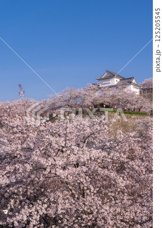 桜に包まれる春の津山城　岡山県 125205545