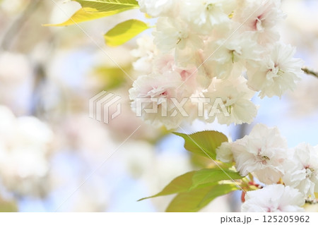 八重桜が満開 八重桜が満開 125205962