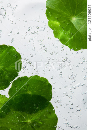 Close-up photo of green gotu kola leaves on the surface of water with tiny bubbles around. There are white veins on the pennywort leaves. Gotu kola has many good benefits in skincare and health. Close-up photo of green gotu kola leaves on the surface of water with tiny bubbles around. There are white veins on the pennywort leaves. Gotu kola has many good benefits in skincare and health. 125206022